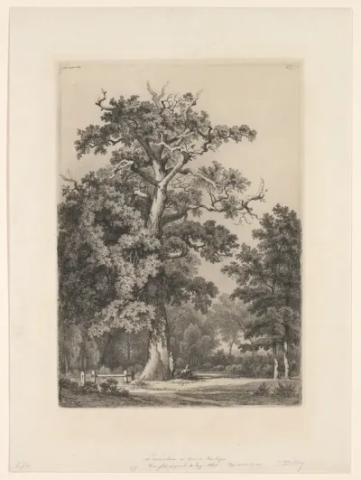 Le vieux chêne au bois de Boulogne
