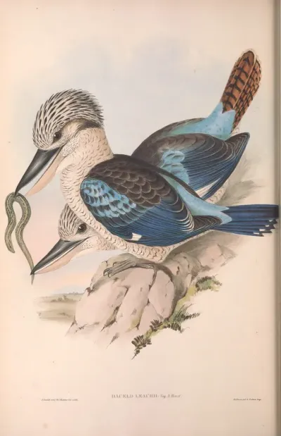Leach’s Kingfisher