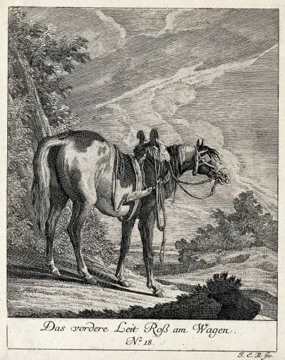 Leading horse with blinkers and harness