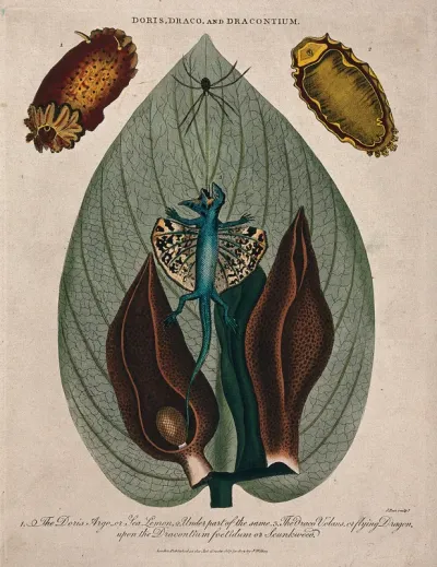 Leaf and flowers of skunk cabbage (Symplocarpus foetidum), a type of mollusc (Doris argo) and a dragon lizard (Draco volans)