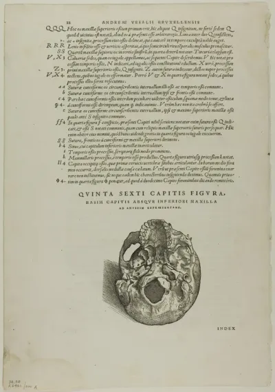 Leaf from De humani corporis fabrica (skull), plate 100 from Woodcuts from Books of the XVI Century
