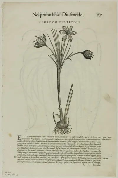 Leaf from Discorsi by Petrus Andreas Matthiolus, plate 99 from Woodcuts from Books of the XVI Century