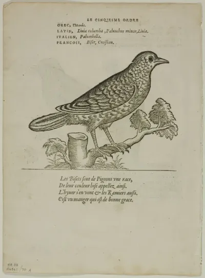 Leaf from Portraits d'Oyseaux, plate 70 from Woodcuts from Books of the XVI Century