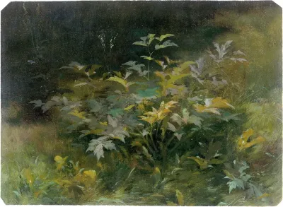Leafy plants in the summery Friedrichsgrund near Pillnitz