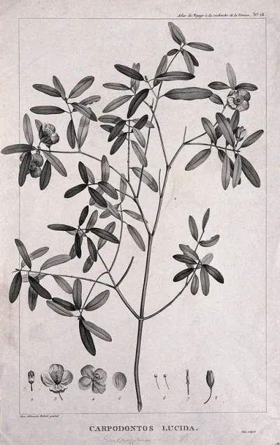 Leatherwood (Eucryphia lucida (Labill.) Baill.): flowering stem with floral segments