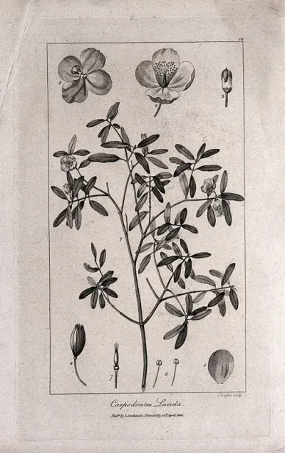 Leatherwood (Eucryphia lucida (Labill.) Baillon): flowering stem with floral segments