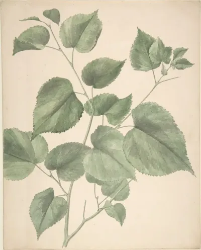 Leaves