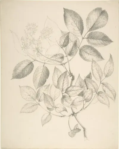 Leaves and Flowers