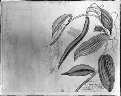 Leaves and fruit of a kind of Mexican vanilla