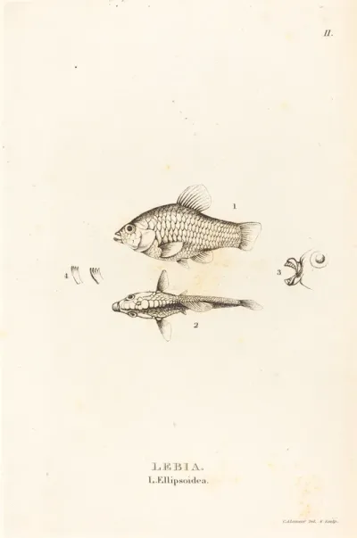 Lebia (L'Ellipsoidea)
