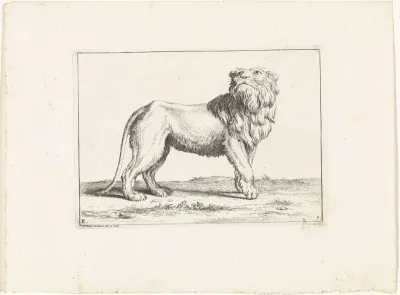 Leeuw kijkt omhoog