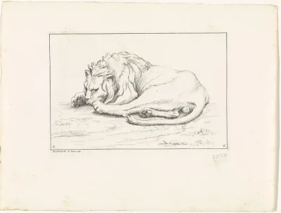 Leeuw op het gras