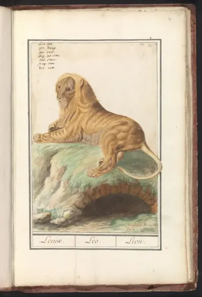 Leeuw (Panthera leo)