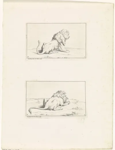 Leeuwen, op de rug gezien