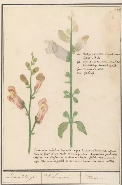 Leeuwenbek (Antirrhinum)