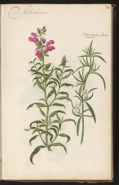 Leeuwenbekjes (Antirrhinum majus en Antirrhinum)