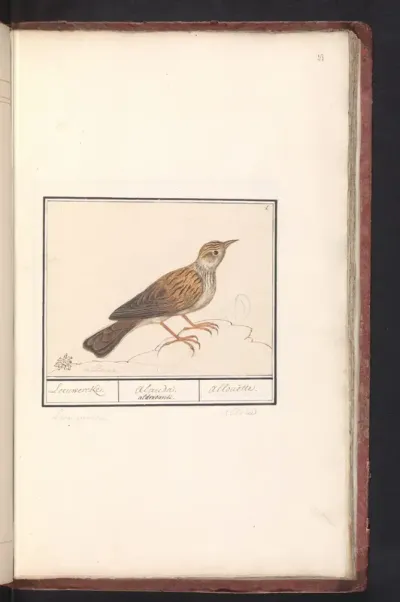 Leeuwerik (Alaudidae)