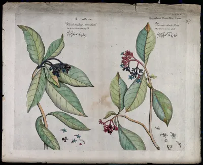 Left and right - Chasalia ophioxyloides (Wall.) Craib.: branch with flowers and fruit and separate flowers and fruit