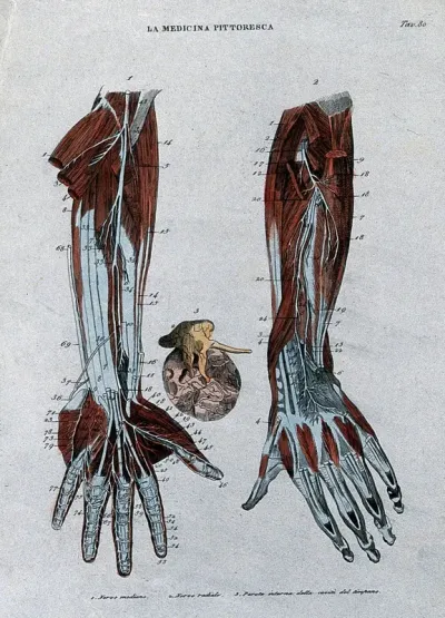 Left, forearm showing nerves; centre, eardrum; right, forearm showing nerves