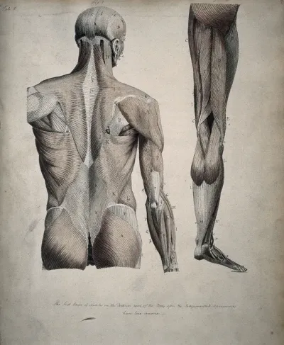 Left, muscles of the head and trunk (back view); right, muscles of the thigh and leg (back view)