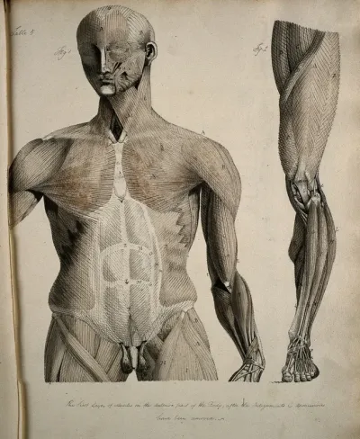 Left, muscles of the head and trunk (front view); right, muscles of the thigh and leg (front view)
