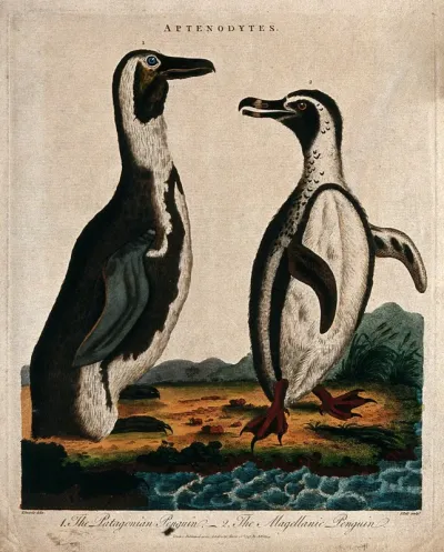 Left, the Patagonian penguin; right, the Magellanic penguin