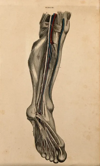 Leg and foot: dissection, with blood vessels and nerves indicated in red and blue
