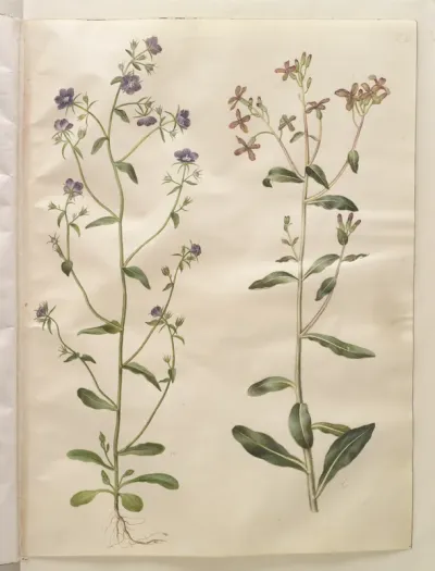 Legousia speculum-veneris (ægte venusspejl); Hesperis tristis (natviol)