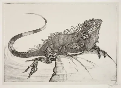 Leguaani