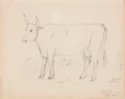 Lehmä. Merkitty: A.E=t.  /  18 28/XII 63