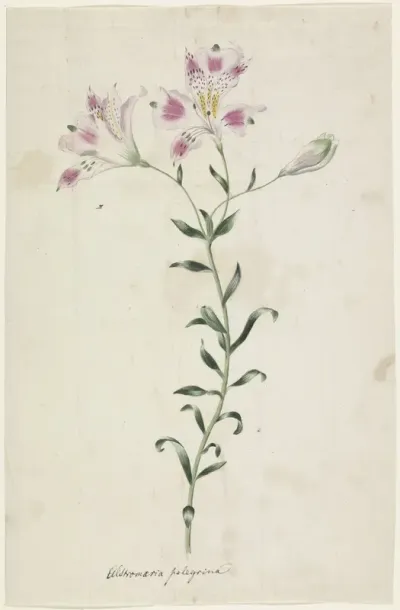 Lelie (Alstromaria Pelegrina)