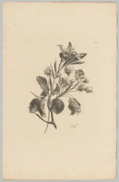 Lelie en bloesems