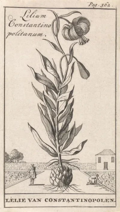 Lelie van Constantinopel