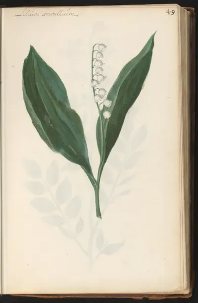 Lelietje-van-dalen (Convallaria majalis)