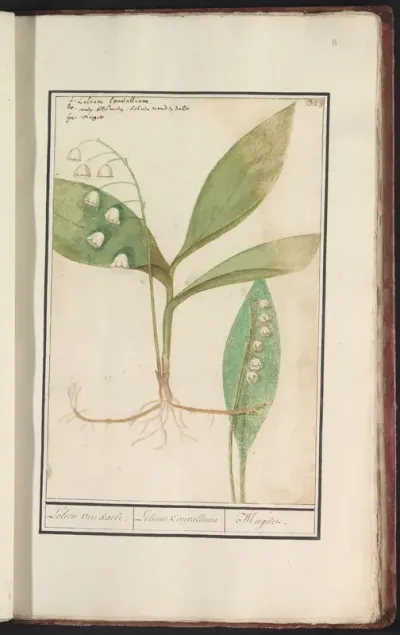Lelietje-van-dalen (Convallaria majalis)