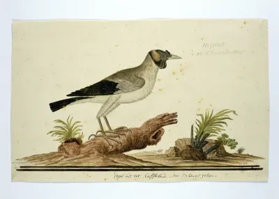 Lelspreeuw (Creatophora cinerea): een vrouwtje
