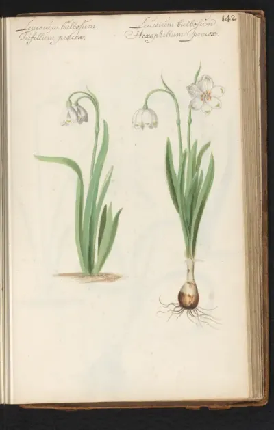 Lenteklokjes (Leucojum vernum)