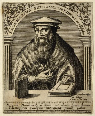 Leonard Fuchs. Line engraving by T. de Bry