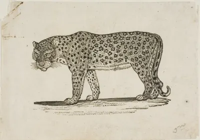 Leopard