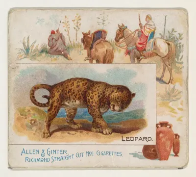 Leopard, from Quadrupeds series (N41) for Allen & Ginter Cigarettes