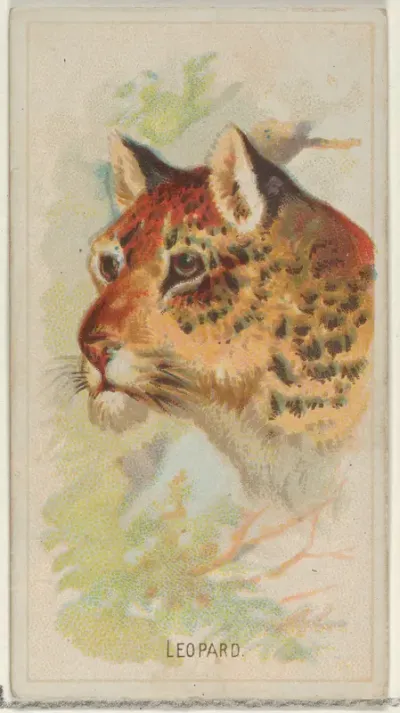 Leopard, from the Wild Animals of the World series (N25) for Allen & Ginter Cigarettes