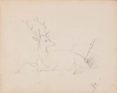 Lepäävä metsäkauris. Merkitty: AE  /  18 3/1 66