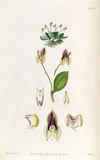 Lepanthes tridentata