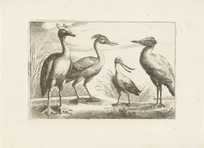 Lepelaar en drie andere loopvogels