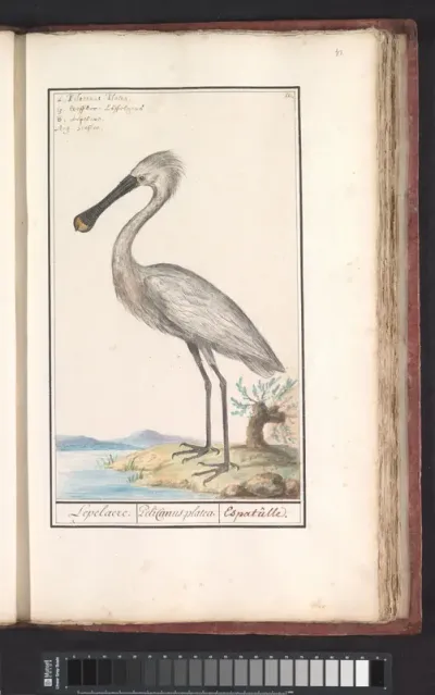 Lepelaar (Platalea leucorodia)
