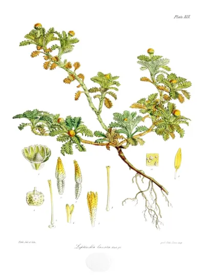 Leptinella lanata