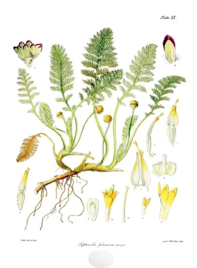 Leptinella plumosa