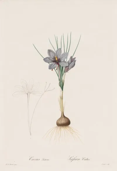 Les Liliacées:  Crocus Sativus
