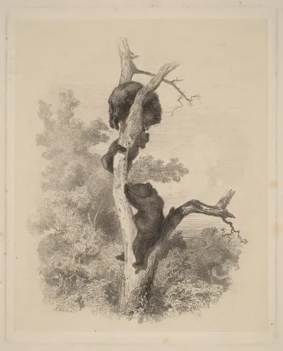 Les Ours (The Bears)