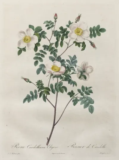 Les Roses:  Rosa Candolleana Elegans